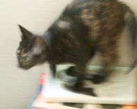 Cocoa On Books