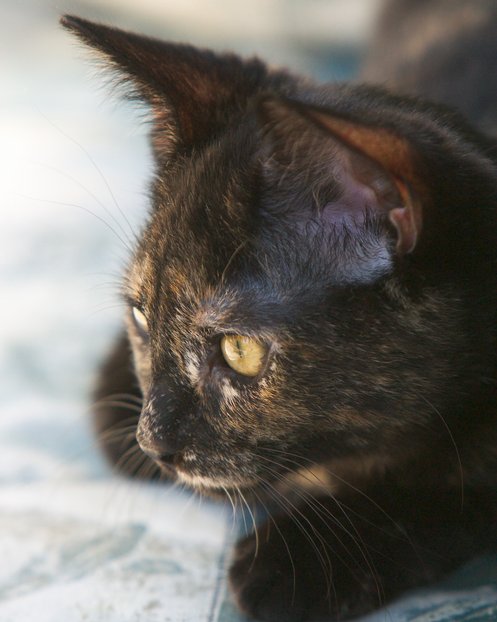 Cocoa On Futon, II