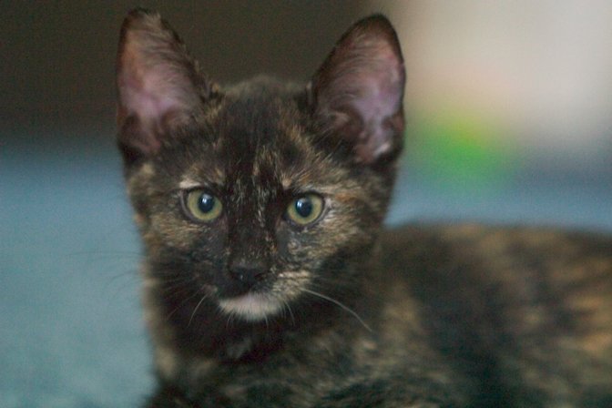 Mocha, I