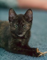 Mocha, III