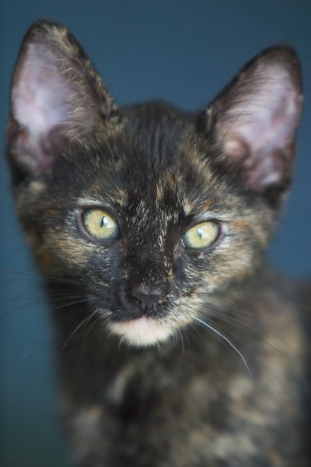 Mocha, IV