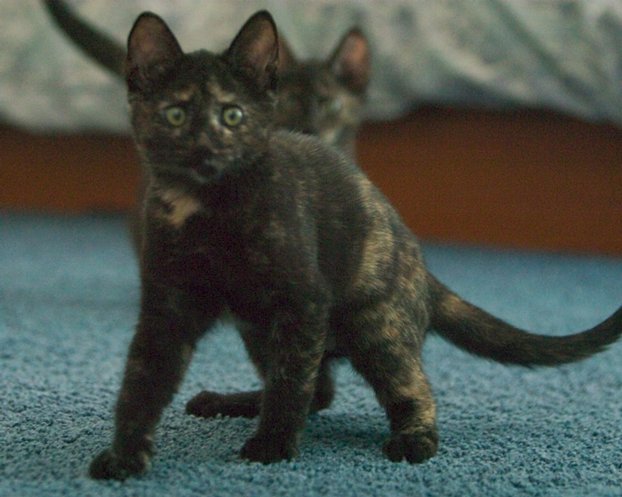 Two Kittens, I