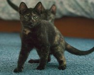 Kittens