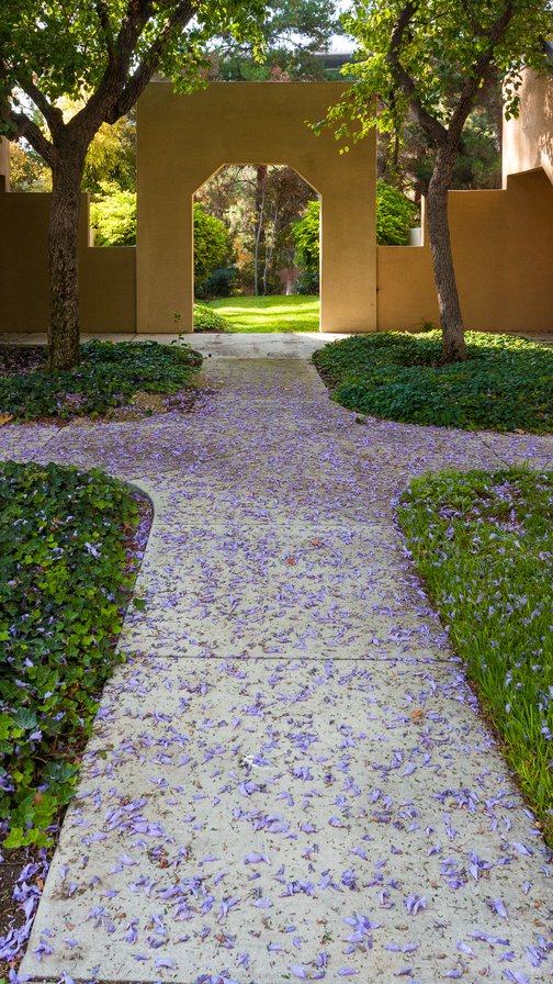 Jacaranda cross
