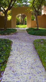 Jacaranda cross