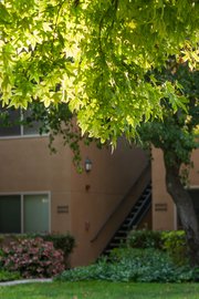 Backlit liquidambar