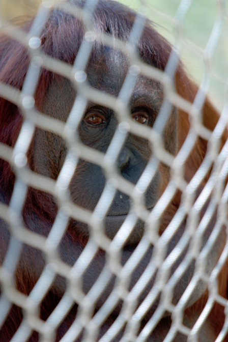 Orangutan