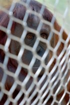 Orangutan