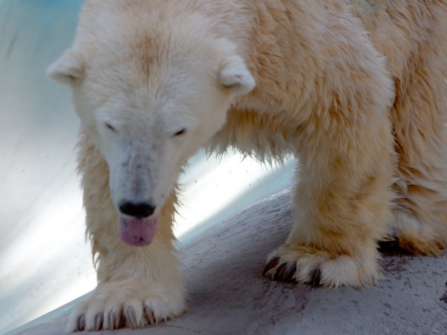 Polar Bear