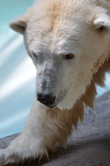 Polar Bear again