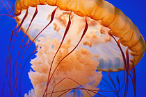 Jellyfish