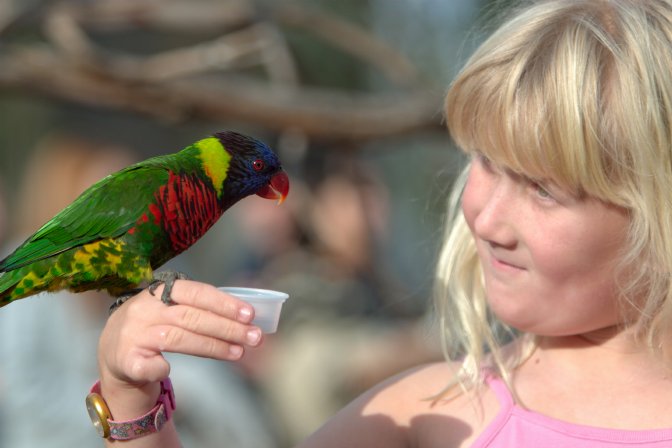Sara with a lorikeet again