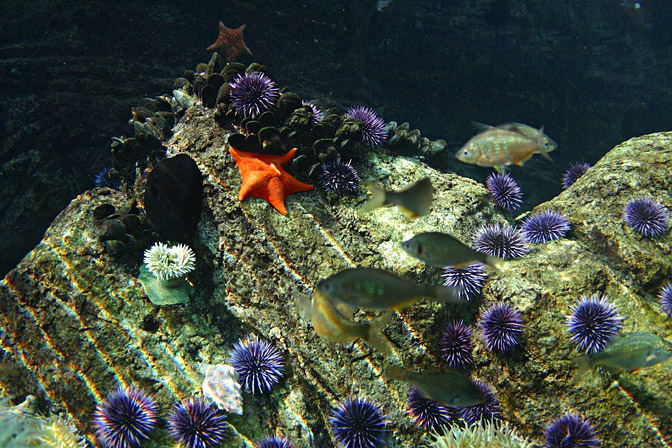 Tide Pool