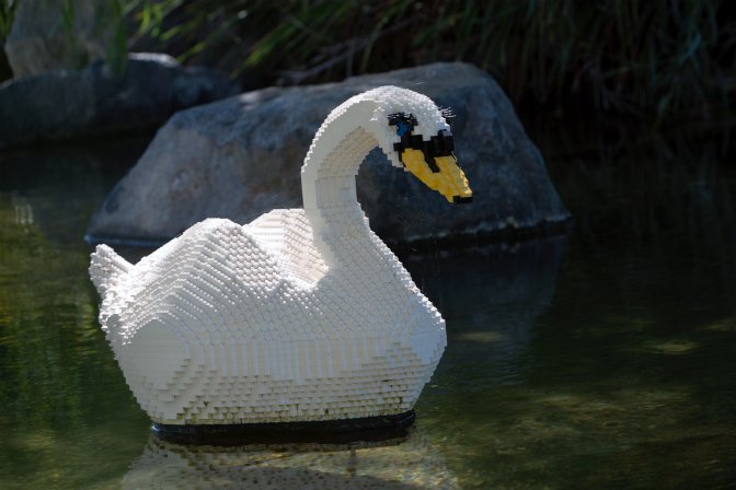 Swan