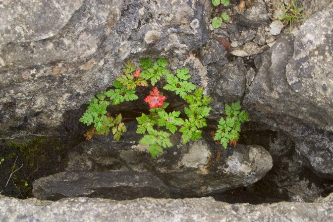 Poulnaborne Rock Plants