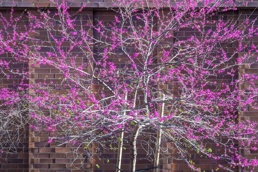 Lower Los Trancos Drive