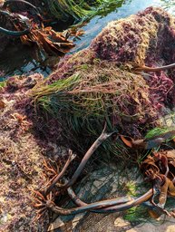 Kelp