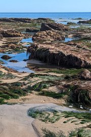 Seagrass, I