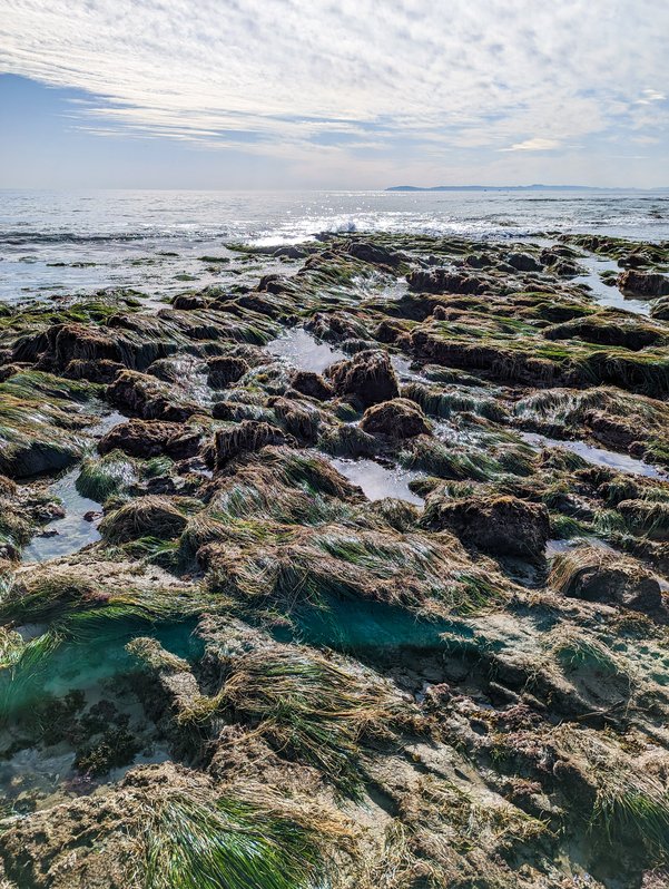 Seagrass, II