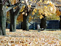 Park bench