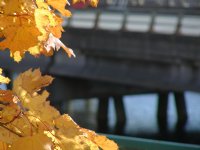 Yellow leaves