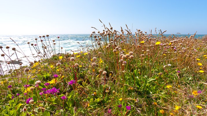 Blufftop Flowers, I