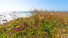 Blufftop Flowers, I