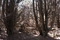 Trees, I