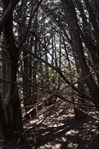 Trees, II