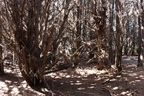 Trees, III