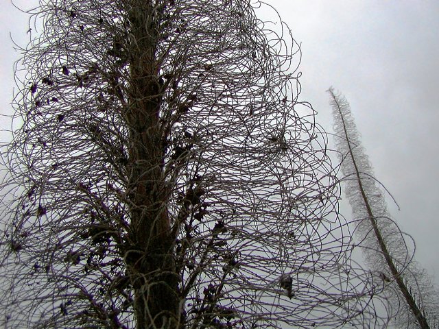 Towers of Jewels