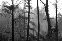 I, B/W