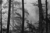 II, B/W