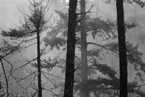 III, B/W