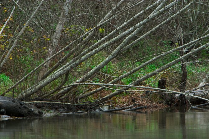 Stream bank