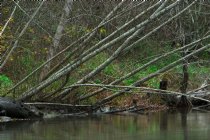 Stream bank