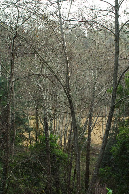 River View, II