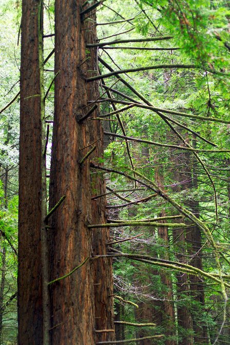 Mossy Branches, II