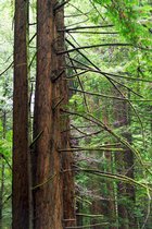Mossy Branches, II
