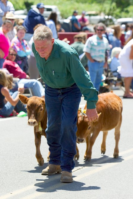 Pygmy Cattle