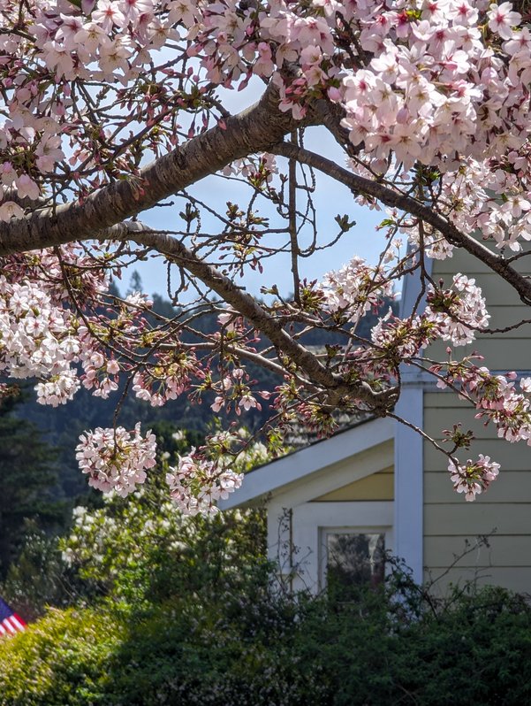 Sakura at the Mendocino Community Center, II