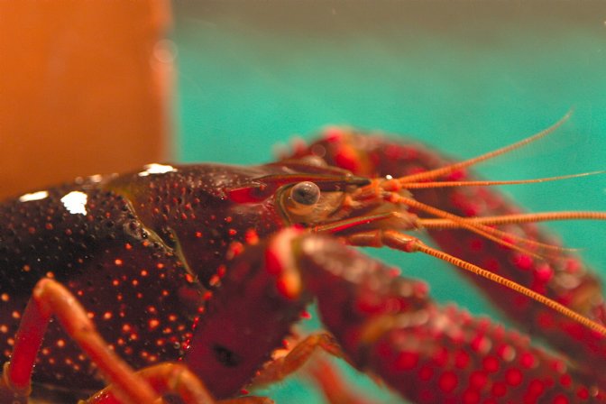 Andrew the crayfish