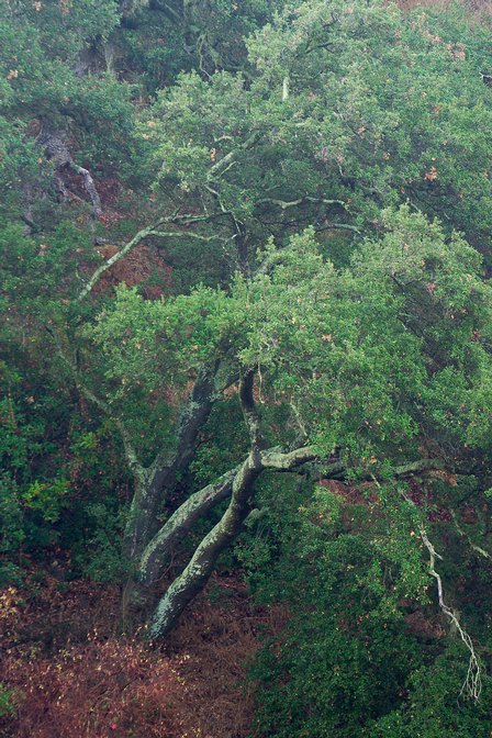 Hillside