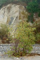 Trabuco Creek