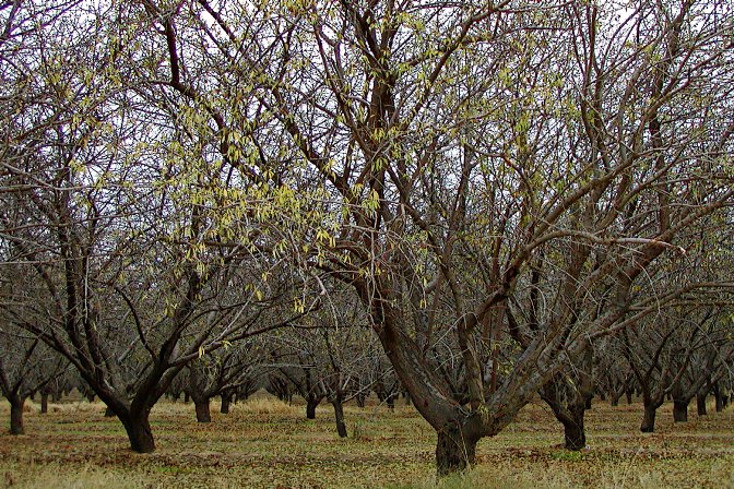 Orchard