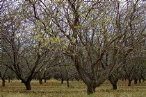 Orchard
