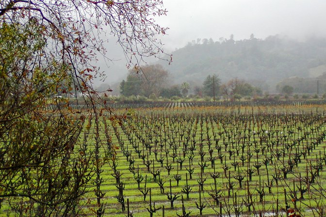 Vinyard