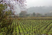 Vinyard