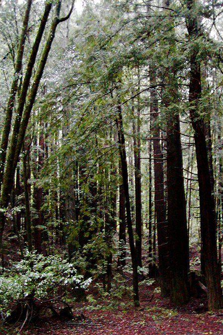 Magic Forest