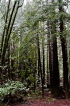 Magic Forest